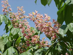 Aesculus carnea 'Briotii' — photo 5
